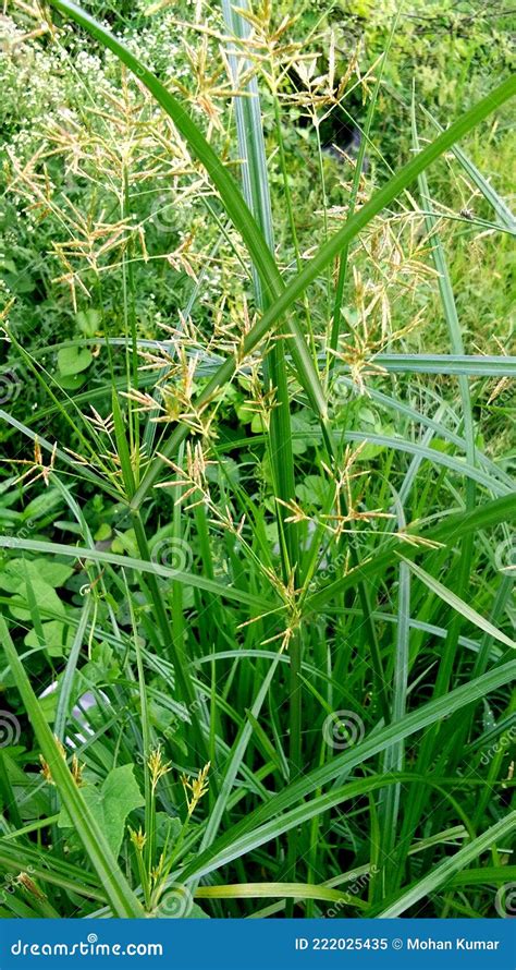 Cyperus Longus Galingale Motha Grass Stock Image Image Of Height Metre 222025435