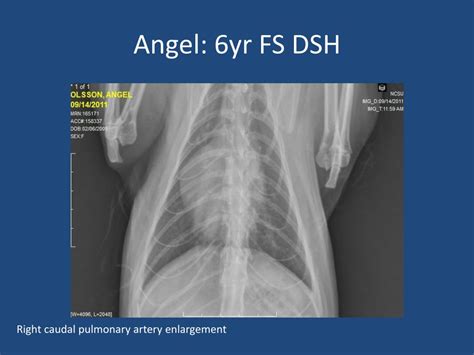 Ppt Heartworm Disease Powerpoint Presentation Free Download Id2066943