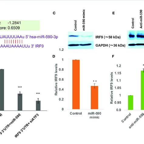 MiR 590 Directly Targets IRF9 Expression Levels A Image Showing