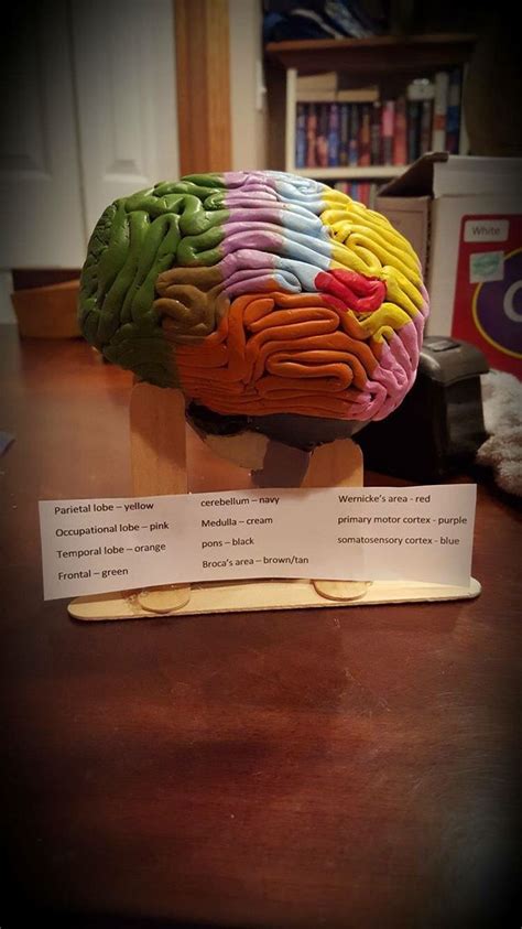 Clay Brain Model | Human Body Systems Projects