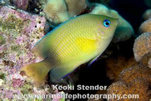 Blueeye Damselfish Plectroglyphidodon Johnstonianus