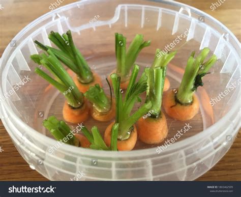 16 Regrow Carrot Tops Images, Stock Photos, 3D objects, & Vectors ...