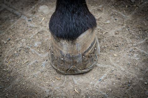 Galop Conseils Petit Galop