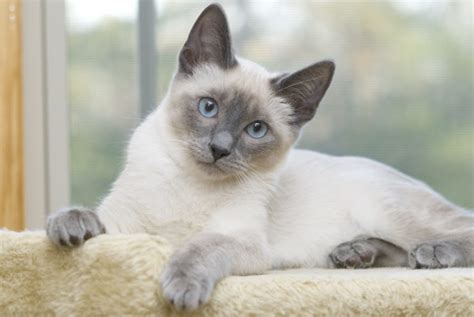 Siamese Cat Colors Chart | Fascinating Facts | Siamese of Day