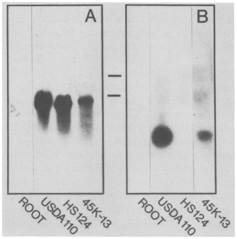 Northern Blot Analysis Of Total Rna From Nodules Formed By Wildtype