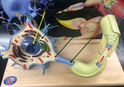 Motor Neuron Model SAC Anatomy Lab Practicum 2 Flashcards Quizlet