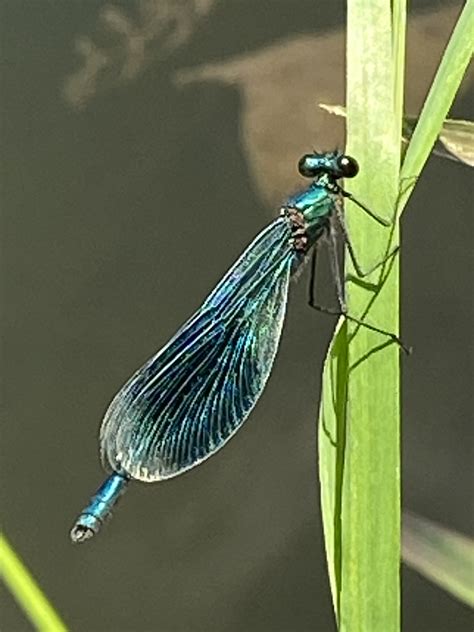 Geb Nderte Prachtlibelle Calopteryx Splendens Geb Nderte Flickr