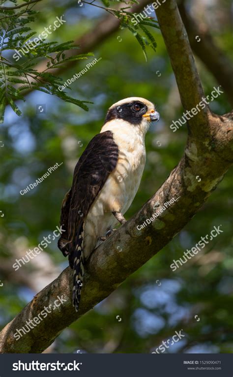 58 Laughing Falcon Images, Stock Photos & Vectors | Shutterstock