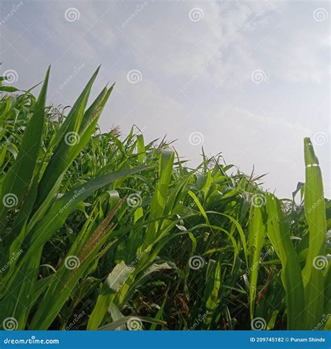 Maize Cultivation in Maharashtra. Stock Photo - Image of lawn, nature: 209745182