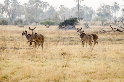 Brown Deer · Free Stock Photo