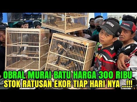 Murai Batu Gacoran Obral Mulai 300 450 Rb YouTube