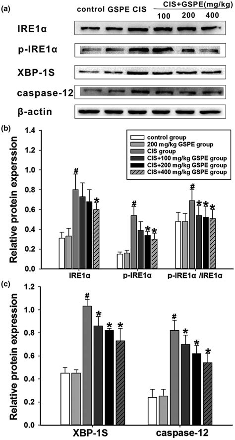 GSPE inhibited the CISactivated IRE1α XBP1S caspase12 pathway