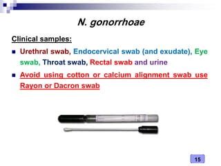 Medical Microbiology Laboratory Neisseria Spp Ppt