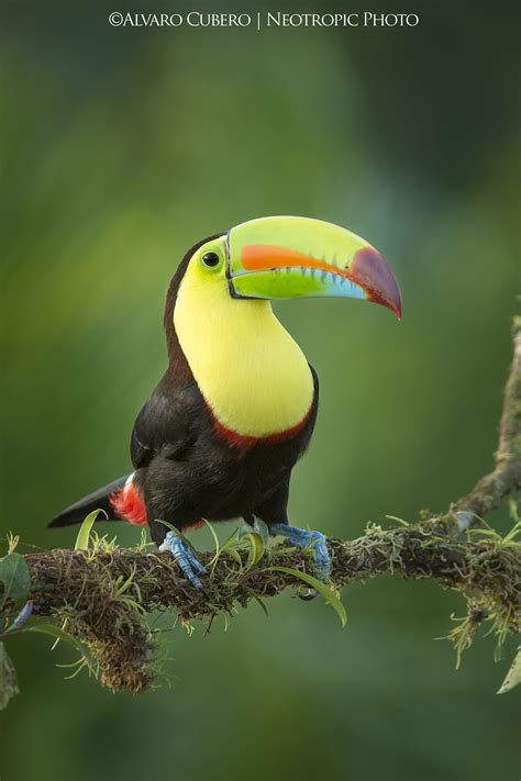 Tucán Pico Iris Uno De Los Más Bellos Tucanes En Costa Rica Aves