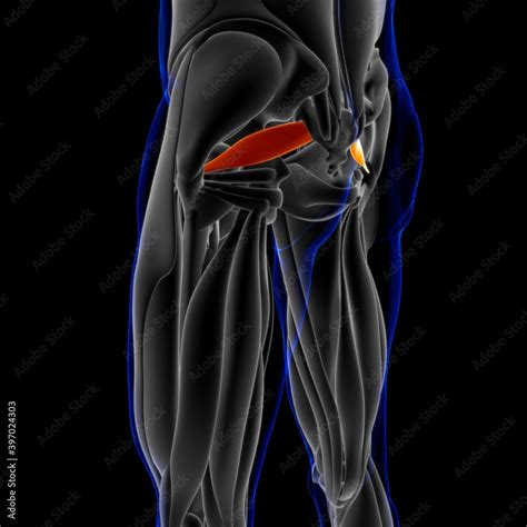 Piriformis Muscle Anatomy For Medical Concept 3D Illustration Stock