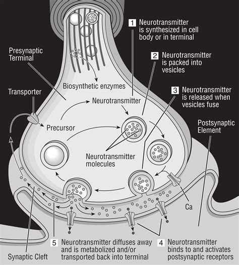 Synapse Diagram Labeled Scientists Unveil How General Anesth