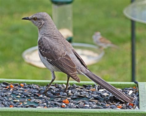 Northern Mockingbird - FeederWatch