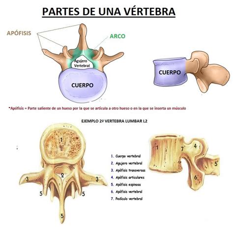 Las Vertebras ¿qué Son Tipos Partes Y Funciones Areaciencias