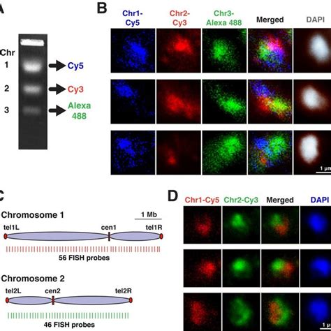 Chromosome territories compromised in condensin mutants. (A) The ...
