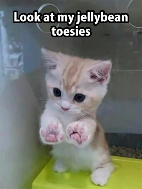 16 Ultra Adorable Kitten Memes - I Can Has Cheezburger?