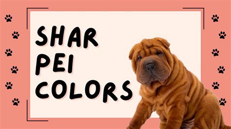 Shar-Pei Colors: Rarest to Most Common - A-Z Animals