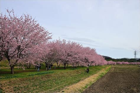 「北浅羽桜堤」（きたあさば）公園 の 安行寒桜 カメラの向こうに自然が見える。