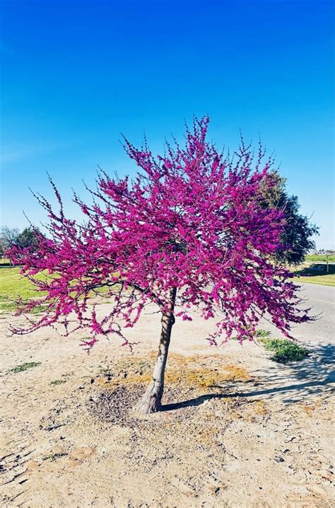 What S That Tree Oklahoma And Western Redbud The Stanislaus Sprout