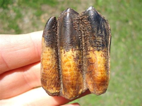 Extremely Attractive Colorful Llama Tooth | Recently Sold | FOSSILS ...