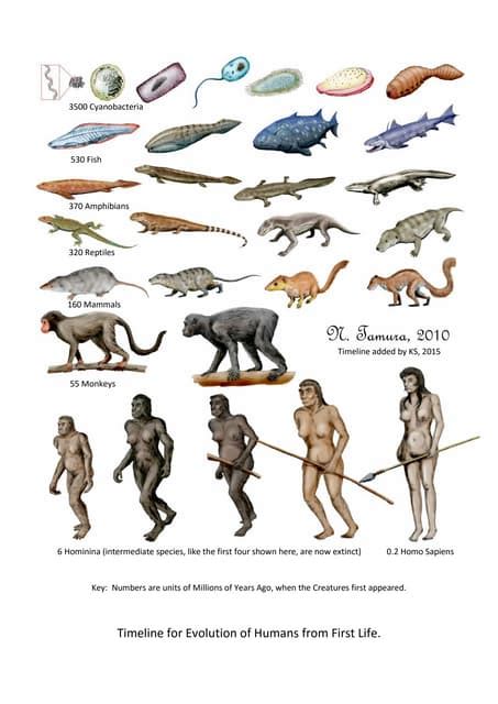 Timeline for Evolution of Humans | PDF