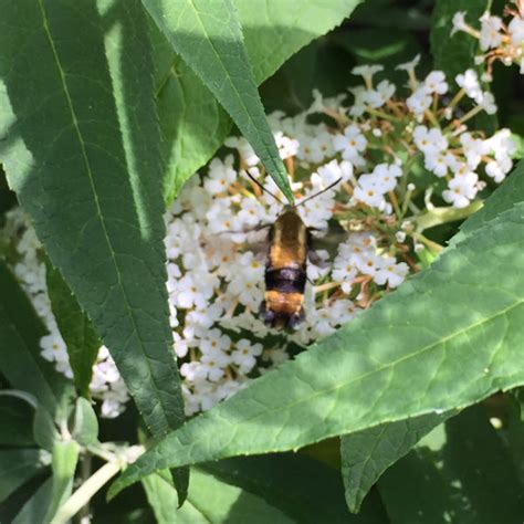 Snowberry Clearwing Moth Project Noah