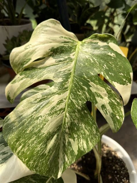 Monstera Variegada Vivero Sol Y Luna