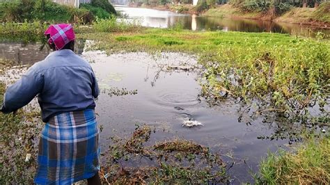 Big Murrel Fish Caught At Unexpected Pond Unbelievable Snakehead