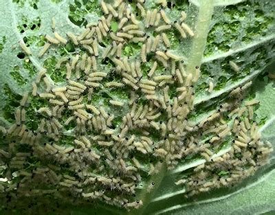 Milkweed tussock moth larvae feed on common milkweed - MSU Extension