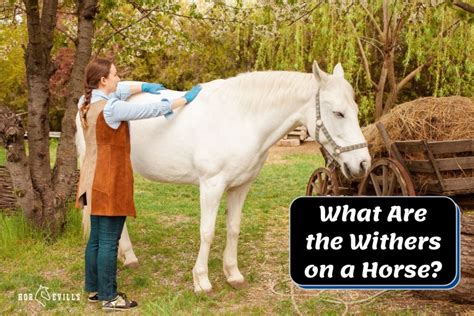 What Are the Withers on a Horse? (Equestrian Explained)