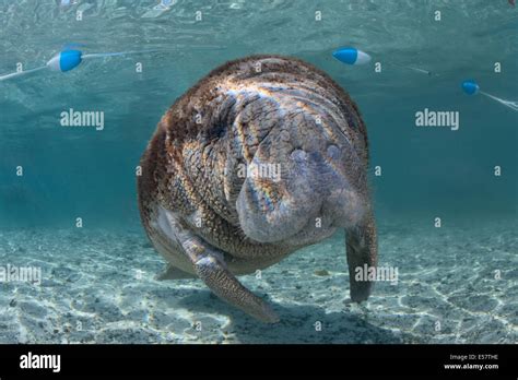 Wild endangered animals - West-Indian manatees at protected habitat in