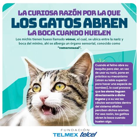 Fund Telmex Telcel On Twitter Alguna Vez Te Has Preguntado Por Qu