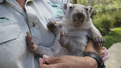 Orphaned baby wombat melts hearts in Australia - ABC7 Chicago