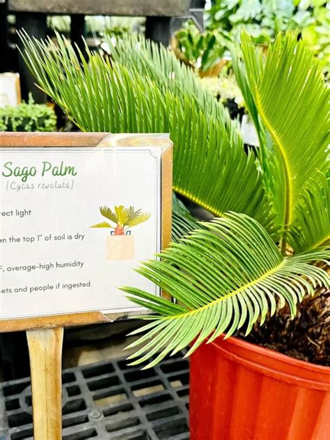 Sago Palm Guide Smart Effective Plant Care Strategies