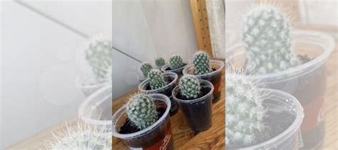 Кактусы детки укоренённые в горшках купить во Фрязино | Товары для дома ...