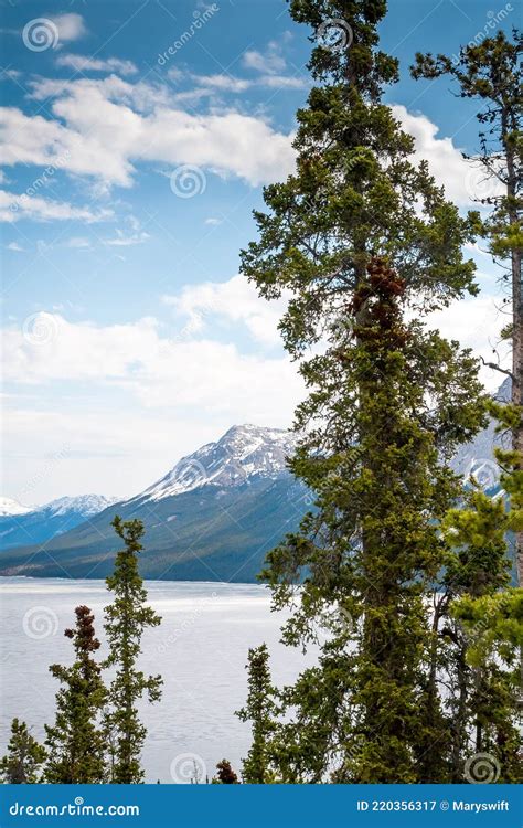 Tagish Lake In Yukon Canada Stock Image Image Of Capped Trees 220356317