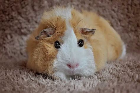 Why Are My Guinea Pig’s Nipples Sticking Out? - Bela Pets