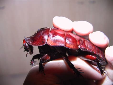 giant burrowing cockroach by liedra on DeviantArt