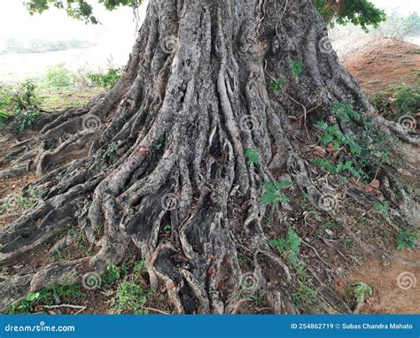 Giant banyan tree. stock image. Image of green, natural - 254862719