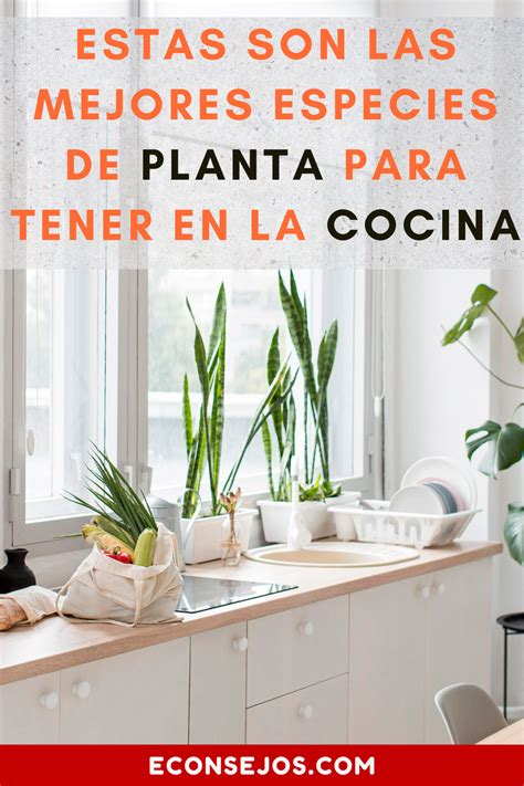 Conoce Cu Les Son Las Mejores Plantas Para Tener En Tu Cocina Artofit