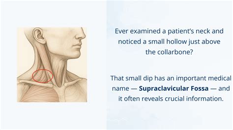 supraclavicular fossa meaning  usage  medical english oet bank