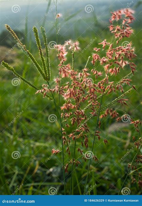 Brown Flowers Of Wild Plants In The Fields Stock Image Image Of