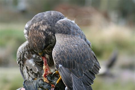 Free stock photo of bird of prey, hawk, hawk eating