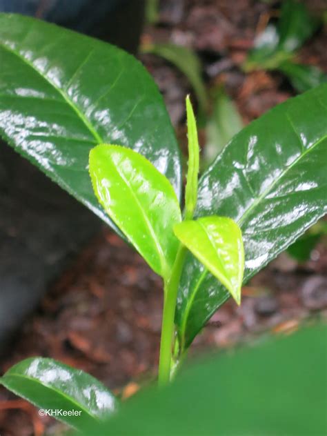 A Wandering Botanist Hawaiian Tea