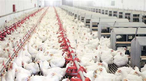 Top Indian Poultry Companies Imarc Group