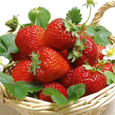 Strawberry Seeds